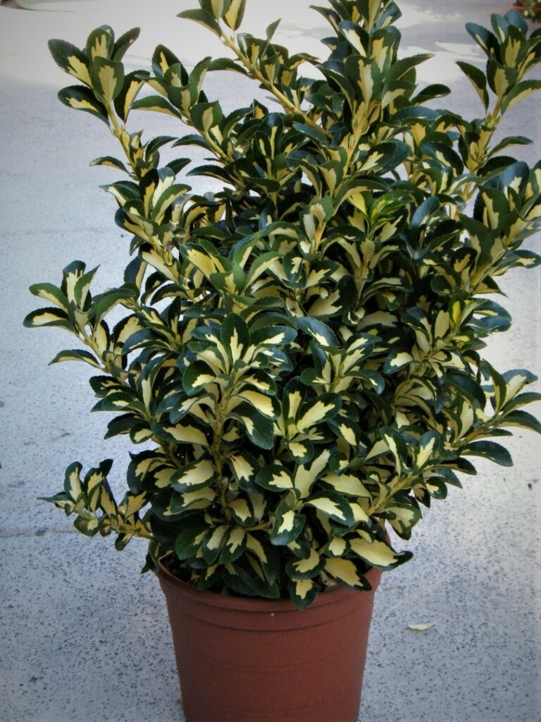 Euonymus