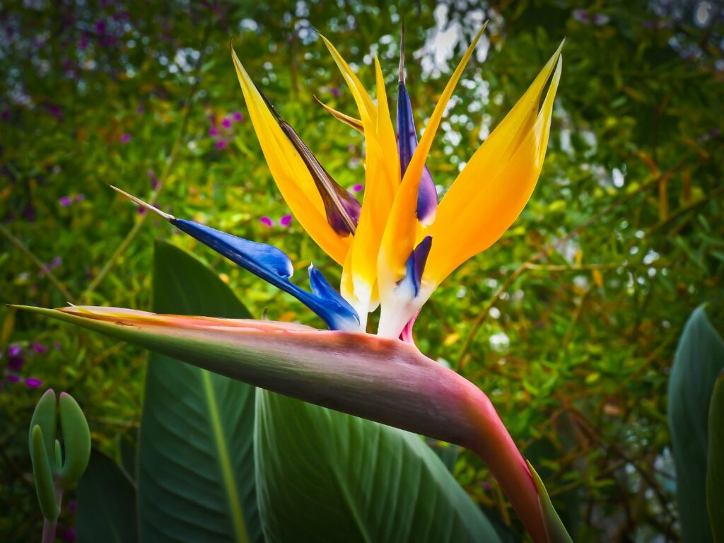 Strelitzia