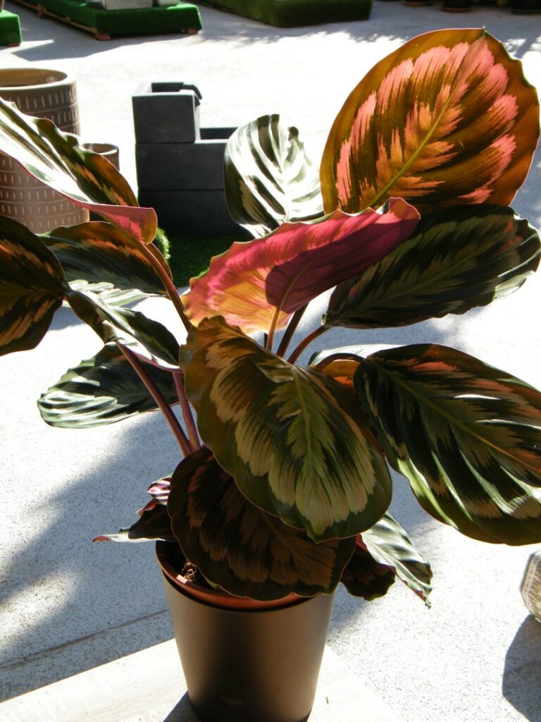 Calathea