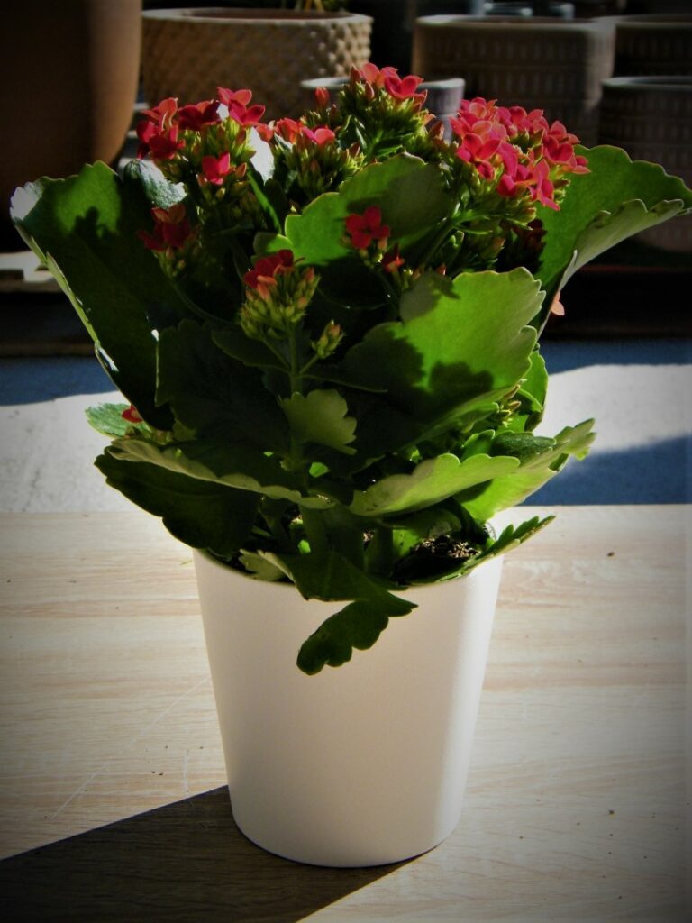 Kalanchoe