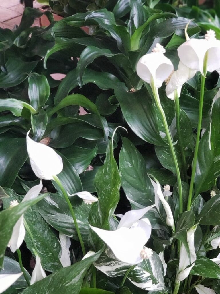 Espatifilo (Spathiphyllum)